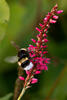  A009401croofm